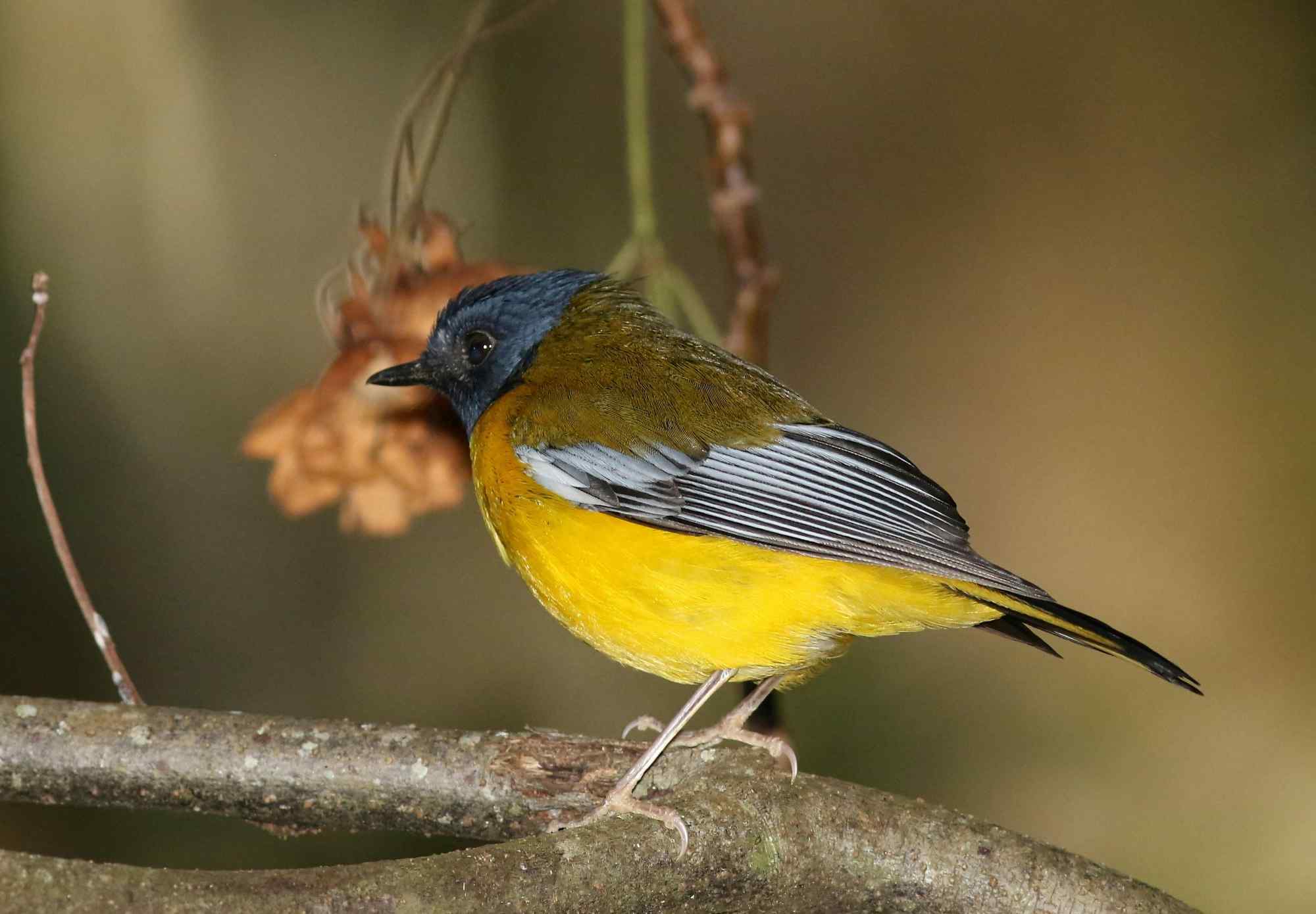 een van de vele vogels in het Chimanimani nationaal park in Zimbabwe