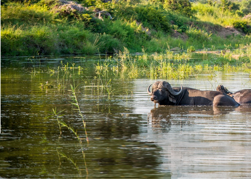 Groepsreis-Zuid-Afrika-Mozambique-Kruger