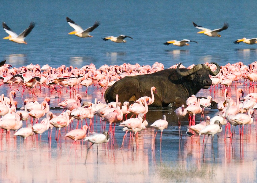 Groepsreis Safari & strand in Kenia