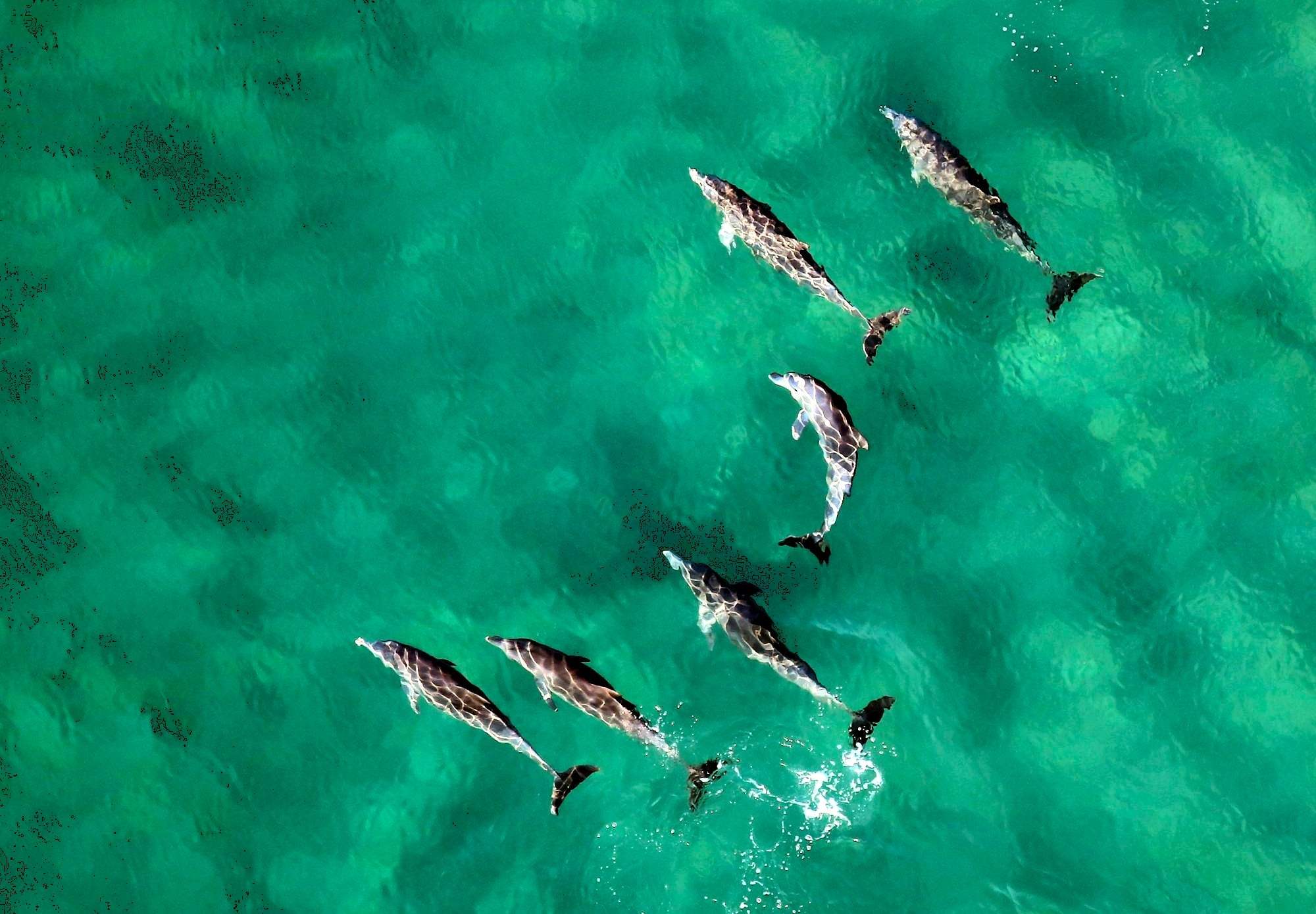 Mozambique-dolfijnen-bij-Ponta-do-Ouro