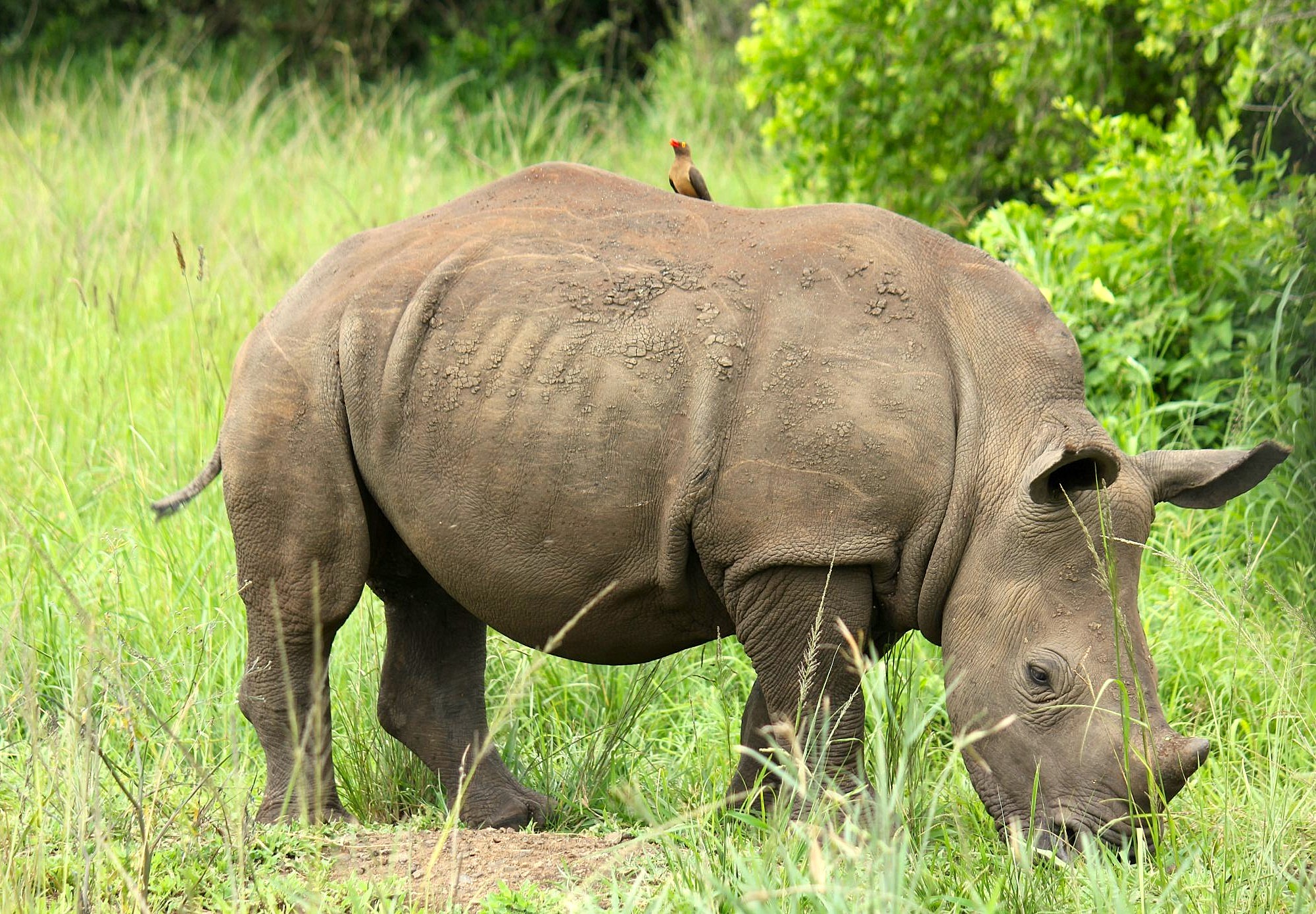 Zuid-Afrika-neushoorn-in-Hluhluwe