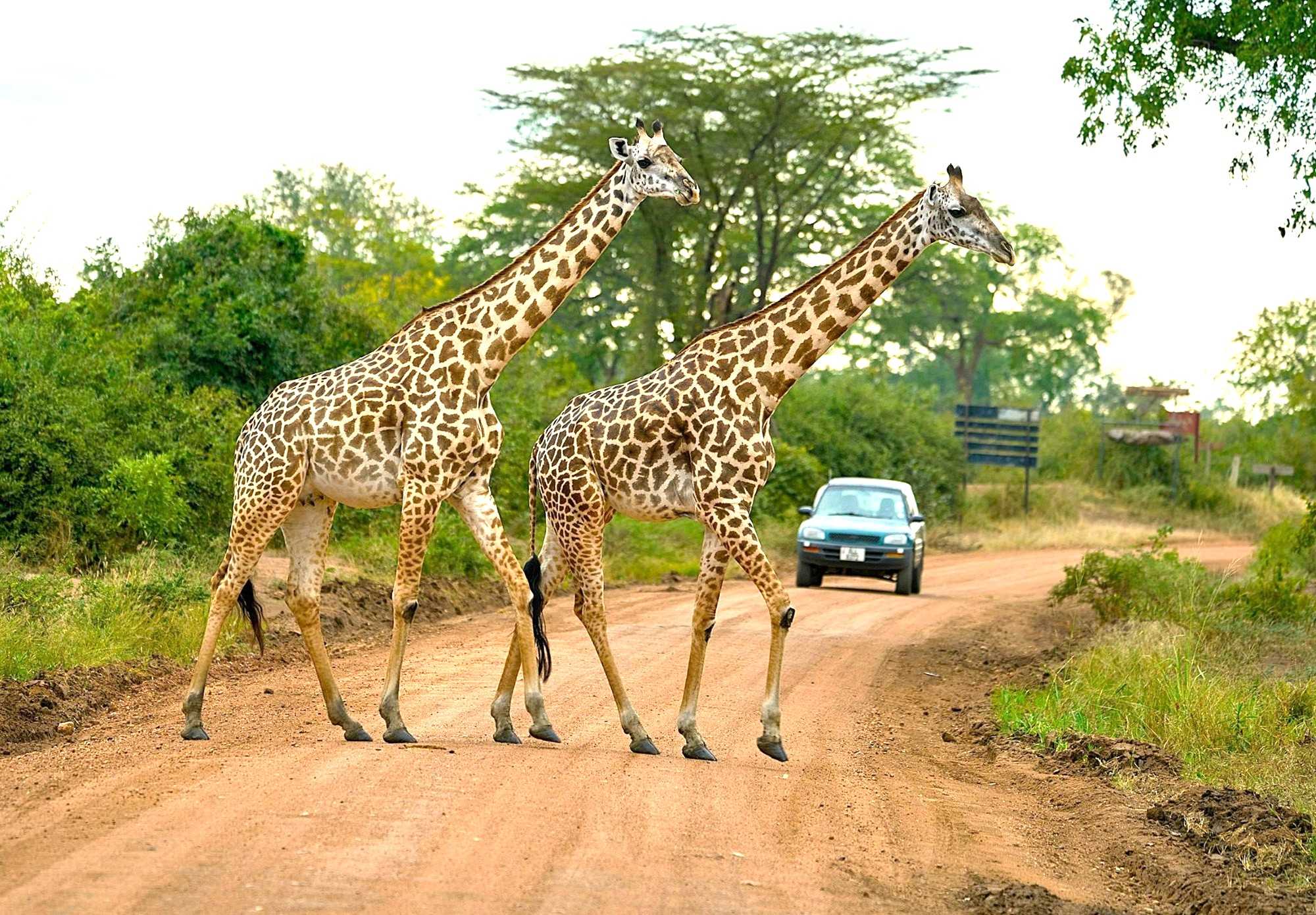 Giraffes in South Luangwa