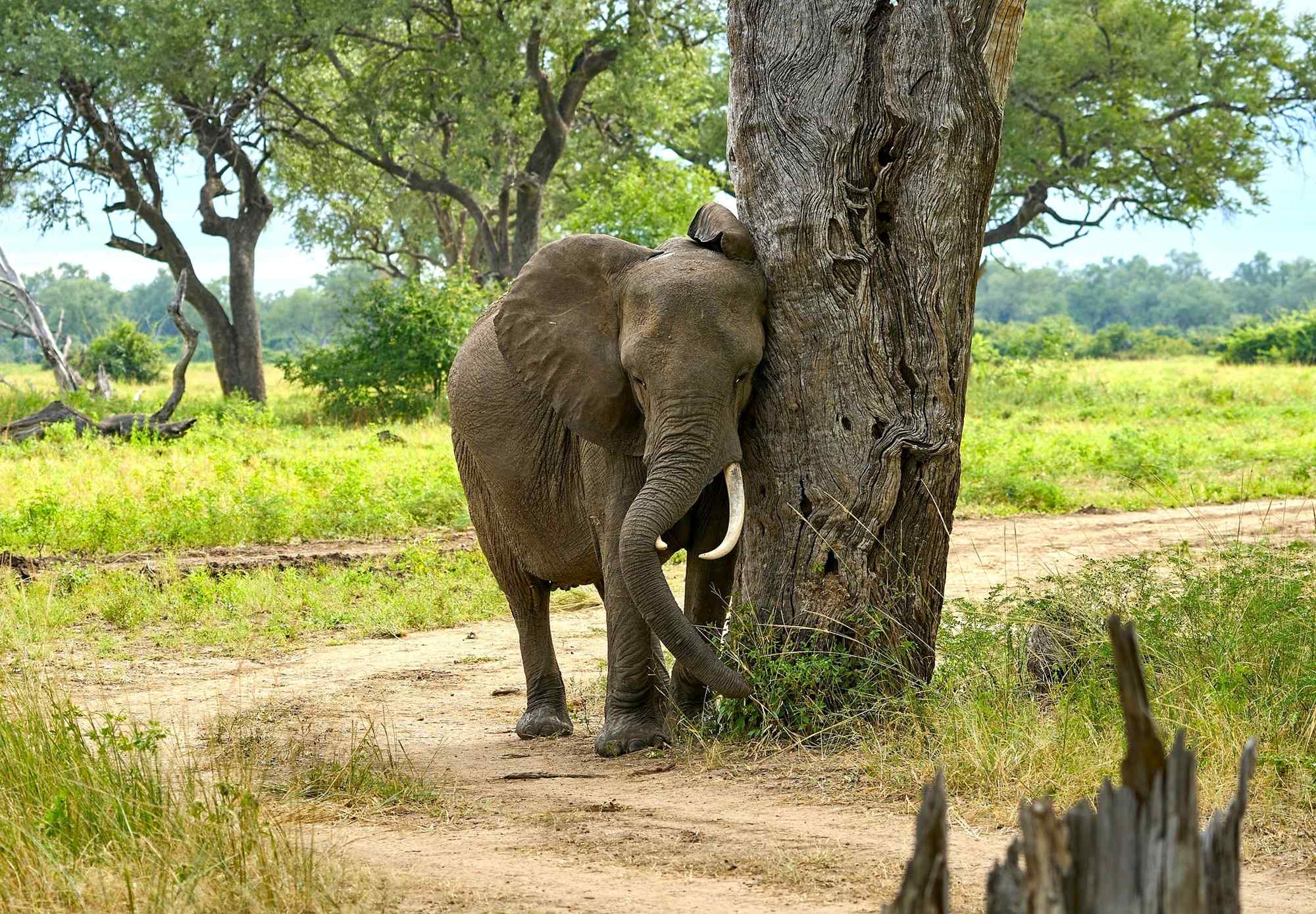 Olifant in Luangwa, Zambia