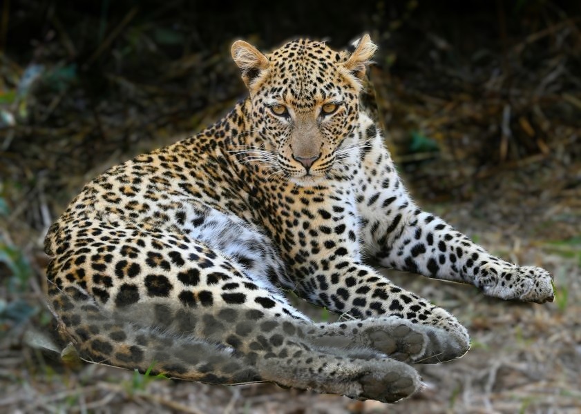 Zambia-luipaard-bij-de-Zambezi-river