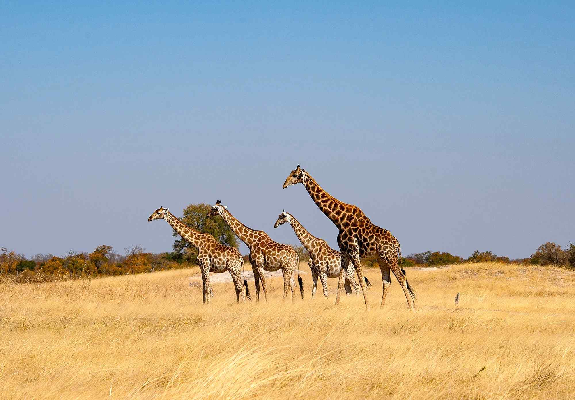 zebra's in Hwanga, Zimbabwe