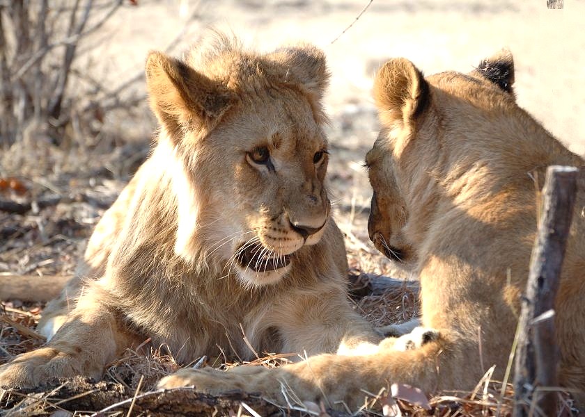 twee leeuwen in Zimbabwe