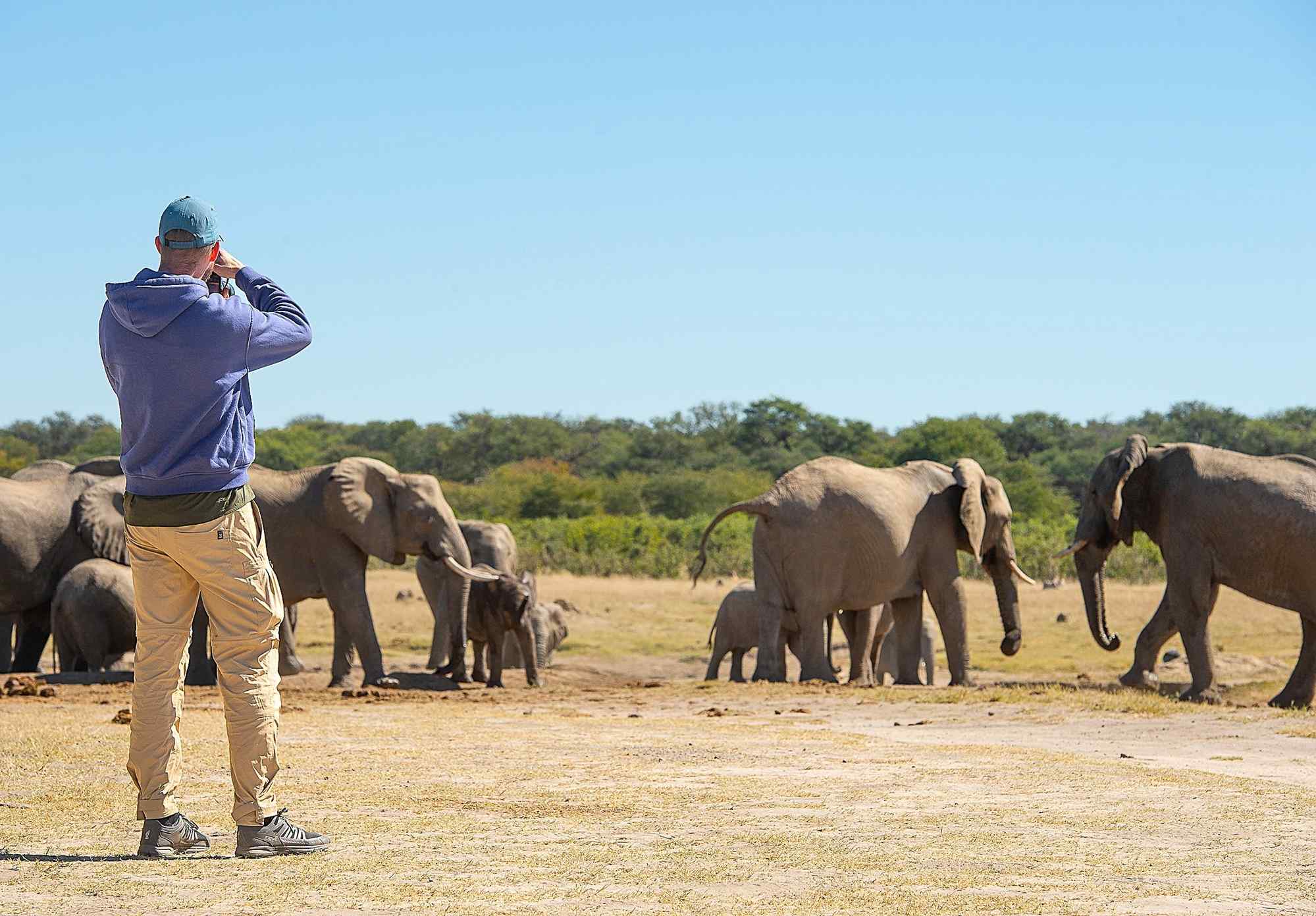 olifanten in Hwange nationaal park, Zimbabwe
