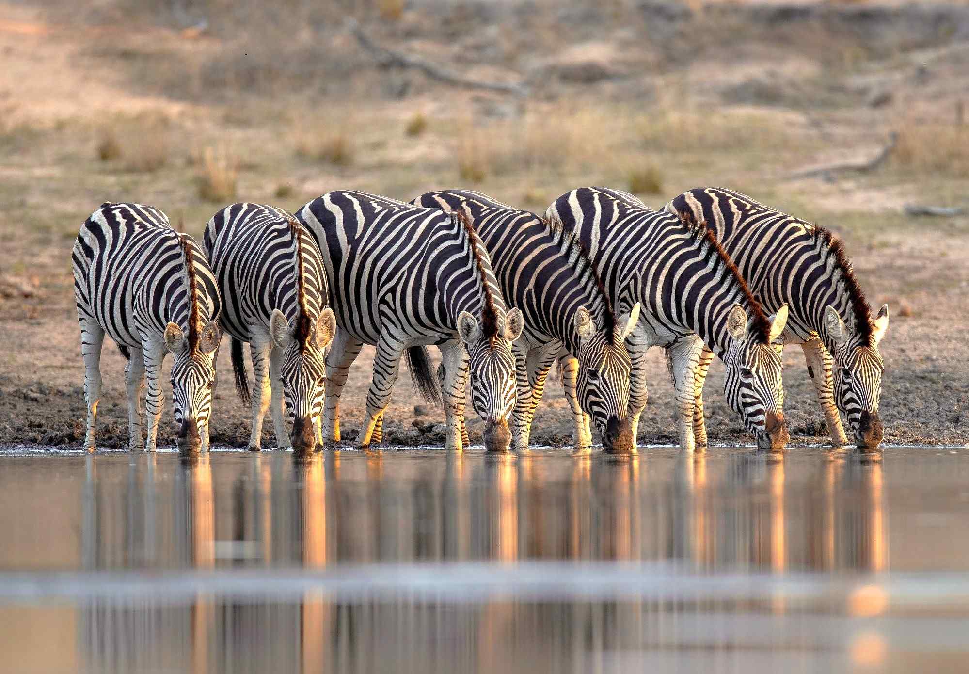 Zuid-Afrika-zebras-in-het-Kruger
