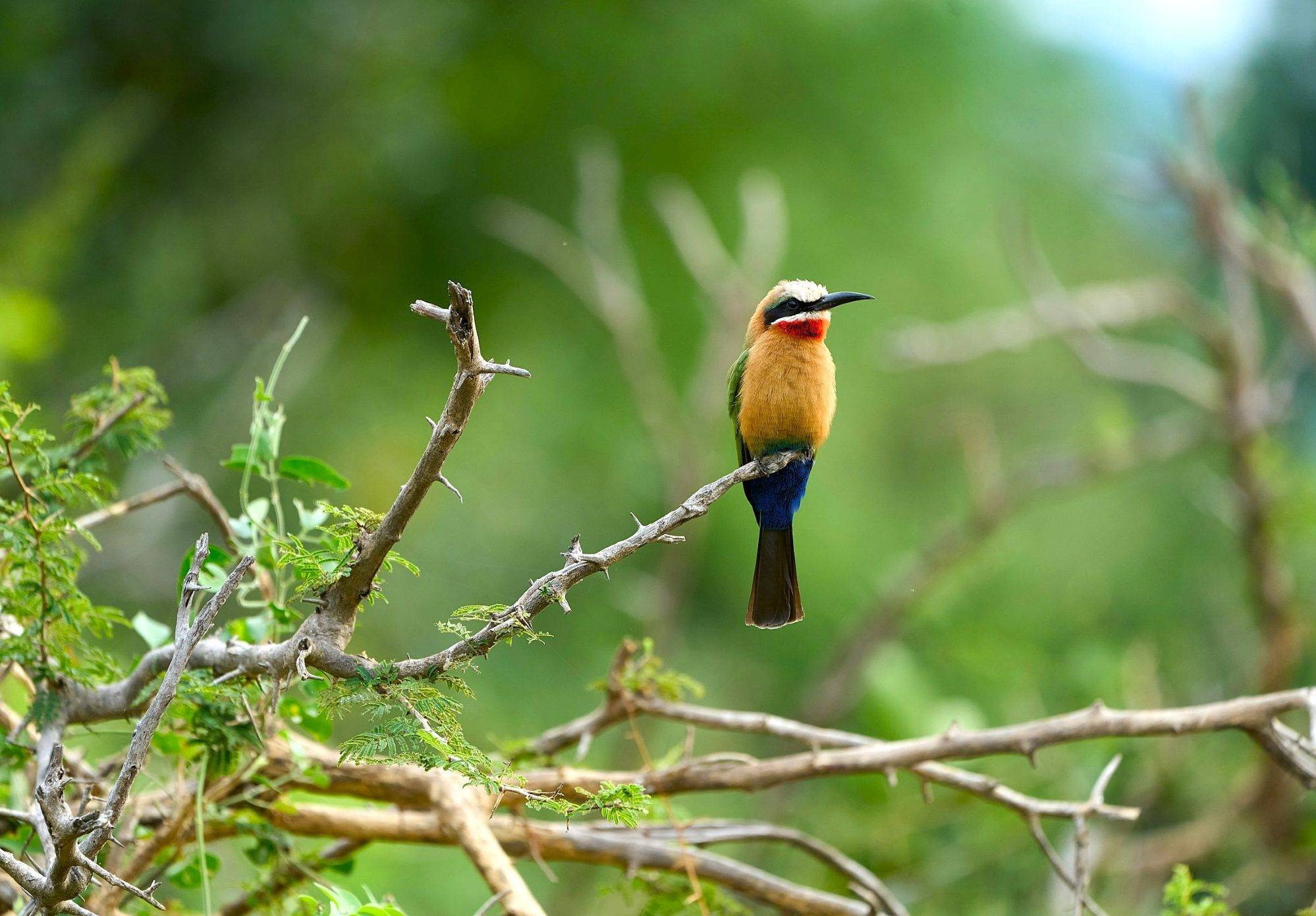 vogeltje in Zambia